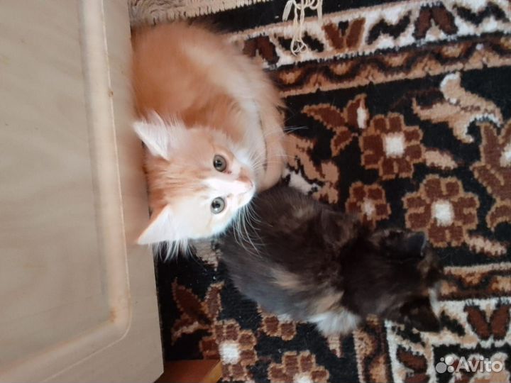 Котята в добрые руки бесплатно