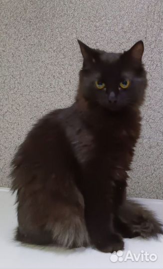 Котенок в дар