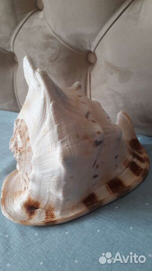 Ракушка кассис