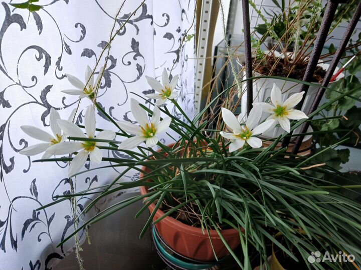 Зефирантес (Выскочка) белый