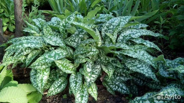 Медуница пятнистая, декоративный многолетник