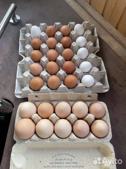 Домашние куриные яйца
