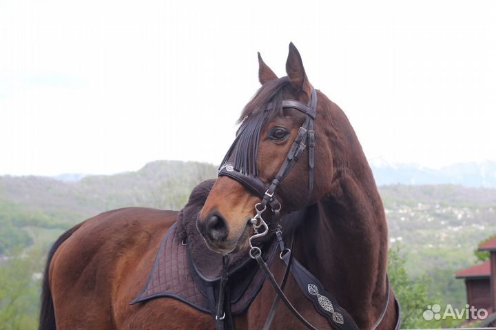 Лошадь для фотосессии