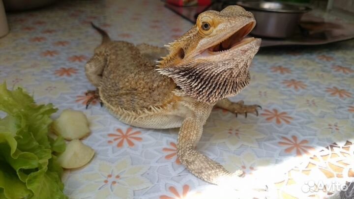 Передержка черепах и других террариумных животных