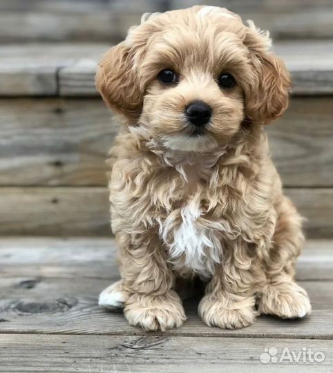 Мальтипу в Сочи