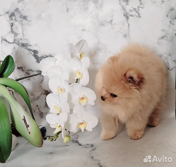 Шпиц