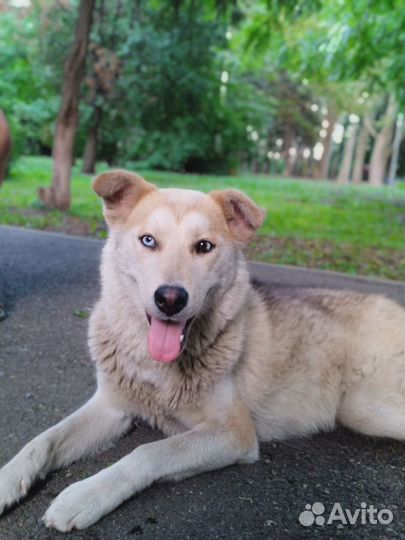 Молодая красивая собака ищет дом