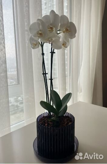 Лилия амазонская.Драцена. Кашпо