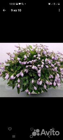 Фиалки сортовые стандарт и mini