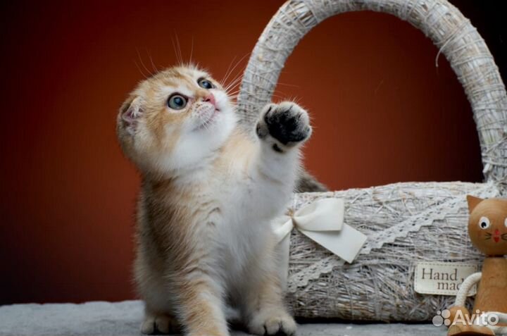 Золотое счастье