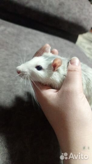 Декоративная крыса