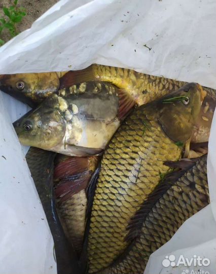 Свежая рыба карп
