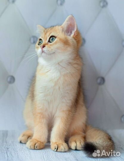 Британская кошка