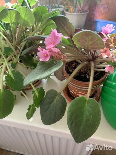 Фиалки взрослые