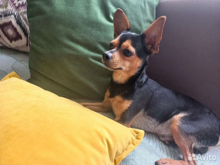 Щенок той-терьер