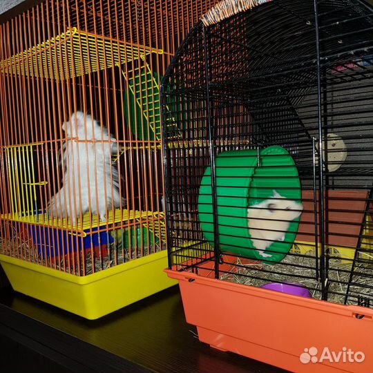 Клетка для сирийского хомяка