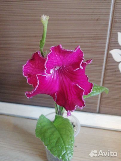 Цветы для дома