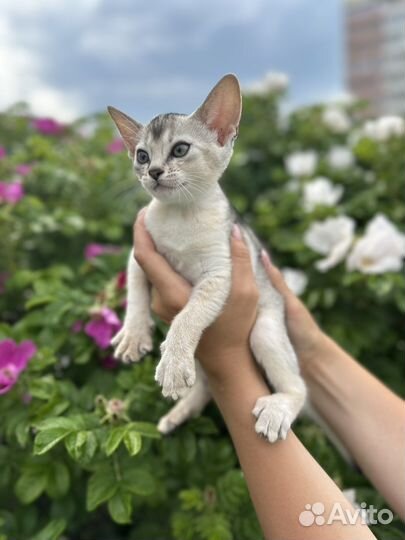 Абиссинские котята silver black