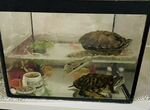 Аквариум и две красноухие черепахи