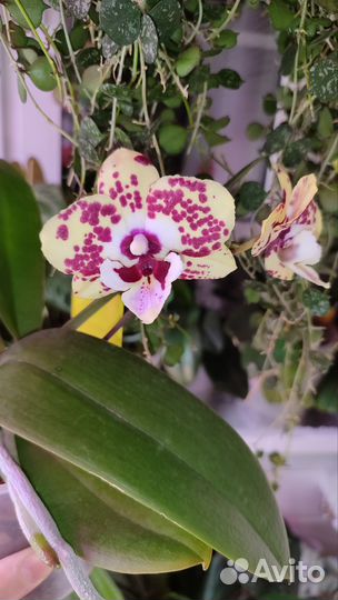Орхидея 