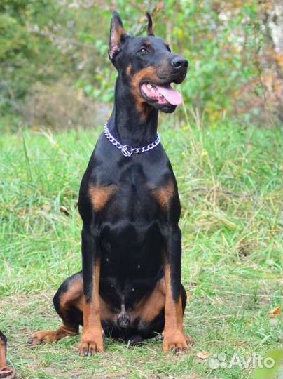 Вязка Доберман