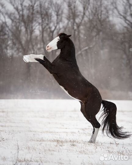 Прокат на лошади