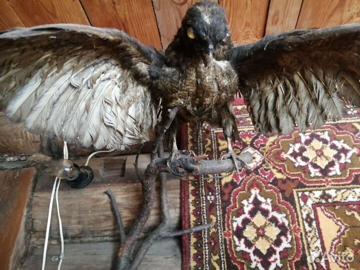 Чучело ястреба