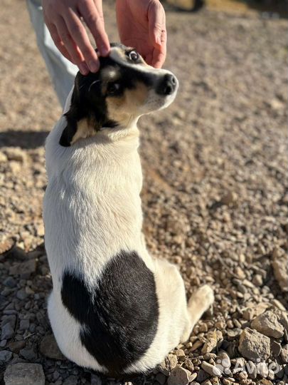 Зира, Мята, и Тимьян