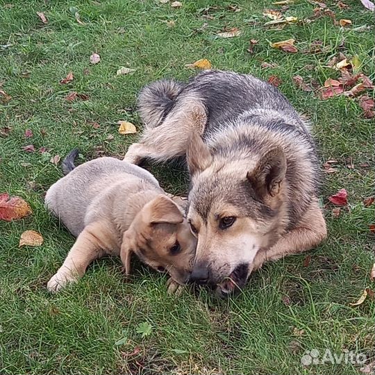 Щенок девочка в добрые руки