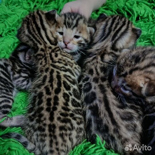 Чудо- бенгалики