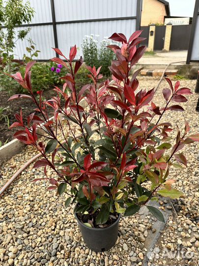 Фотиния карре руж