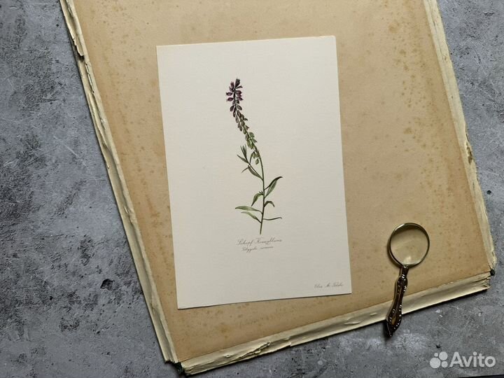 Ботанические литографии Германия