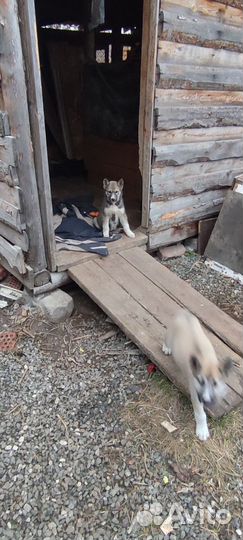 Хаски(помесь)