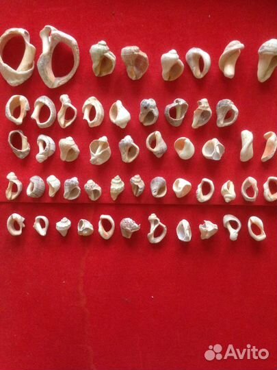 Два набора морских ракушек