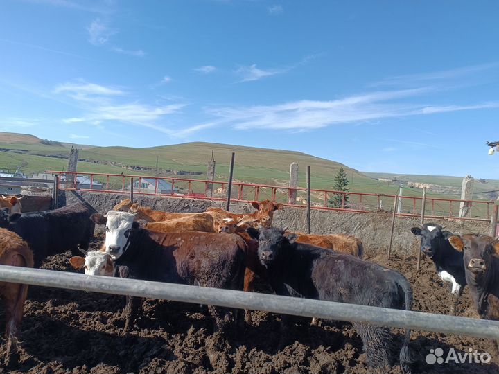 Телки с откорма