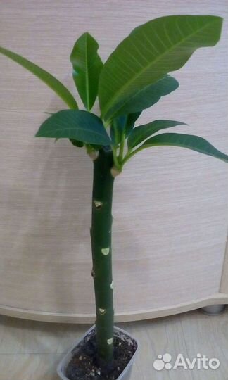 Пепино.Плюмерия. Гуава земляничная. Фейхоа