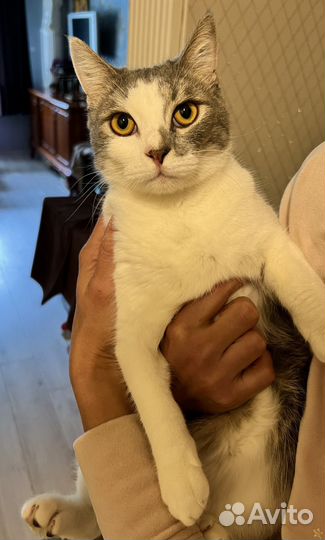 Томас в добрые руки