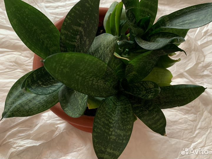 Сансевиерия