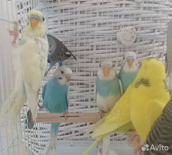 Попугаи волнистые 1.5-2 месяца