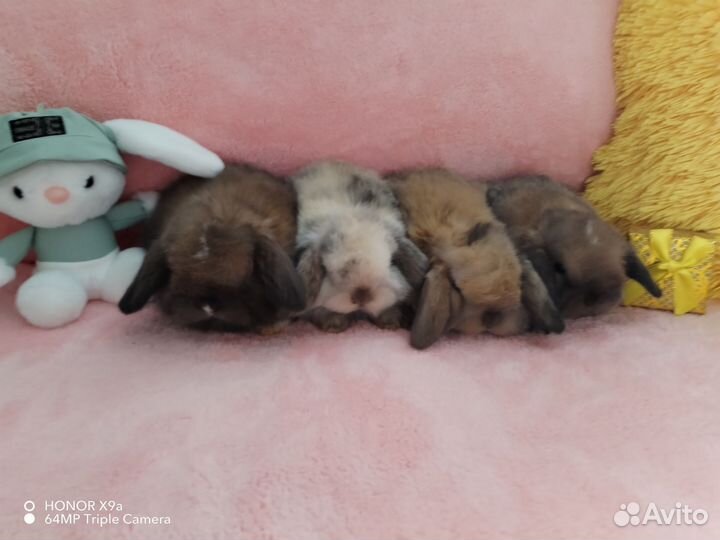 Малышы минилопы