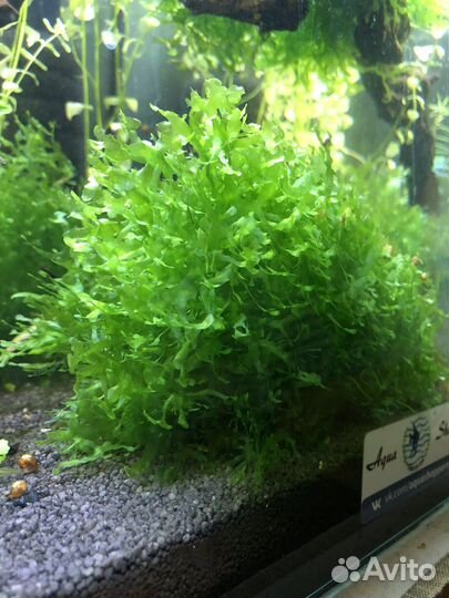 Ломариопсис линеата