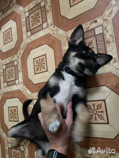 Щенок в добрые руки