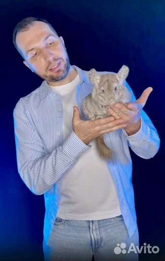 Консультация по шиншиллам