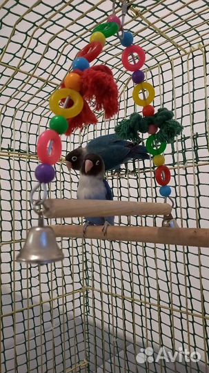 Передержка попугаев (птиц)