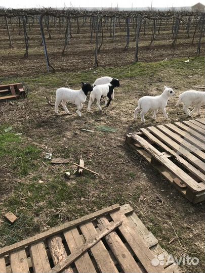 Бараны дорпер