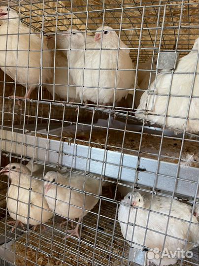 Перепелки несушки