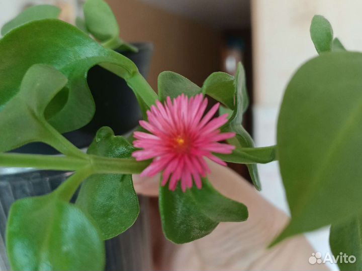 Комнатные цветы