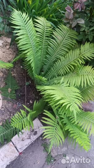 Папоротник страусник обыкновенный
