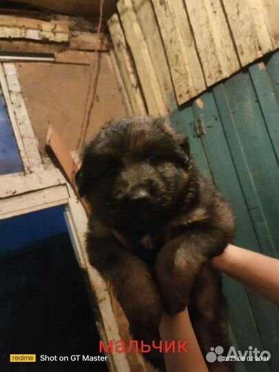 Щенки немецкой овчарки бесплатно