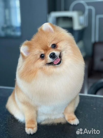 Модели на груминг